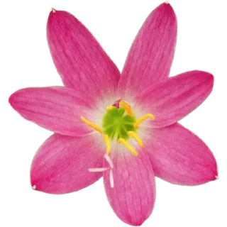 🌸