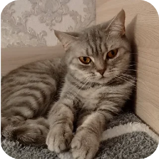 🐱
