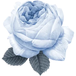 🌹
