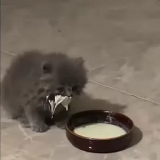 🐈‍⬛️