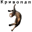 🐈