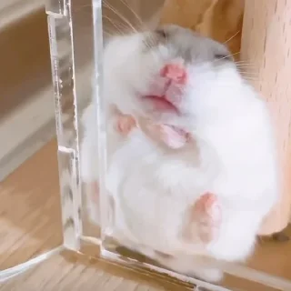 😴