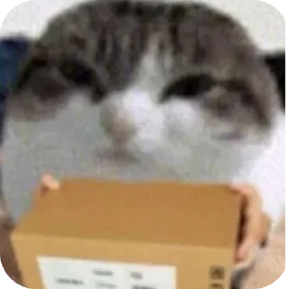 🐱