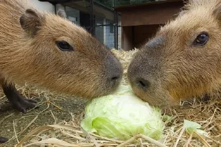 🥬