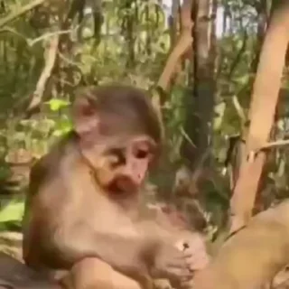 🌟
