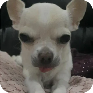 🐶