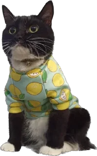 🍋