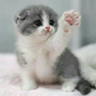 😺