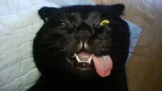 🐱