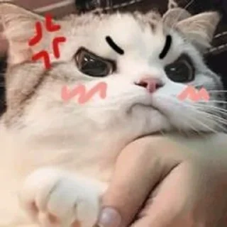 🐱