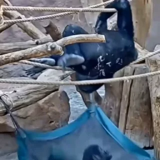 🦧
