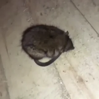 🐭
