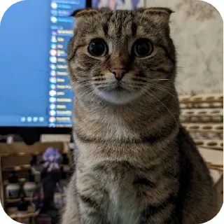 🐱