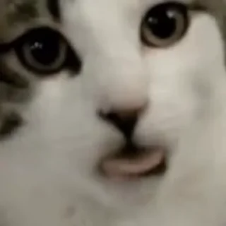 😛