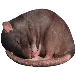 🐀