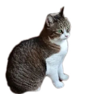 🐱