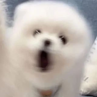 🤩