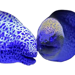 🎏