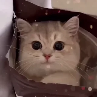 😺