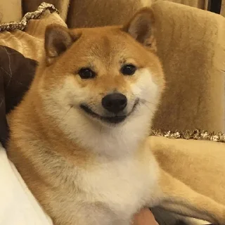 🐶