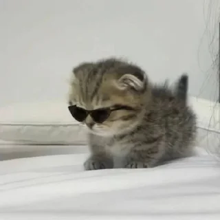 🐈