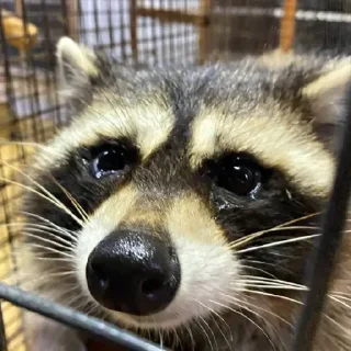 😢