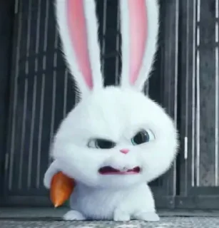 🐰