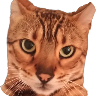 🐱
