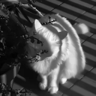 🐈‍⬛️