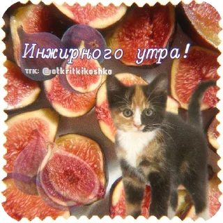 🐱