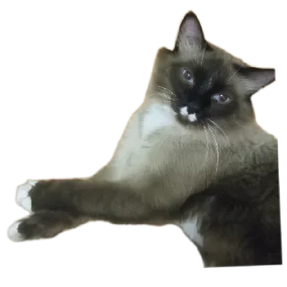 🐱