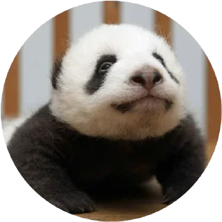 Kids Animals @stickersb2b