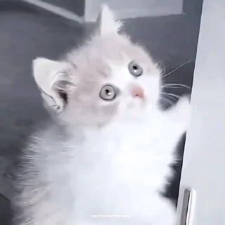 🍙