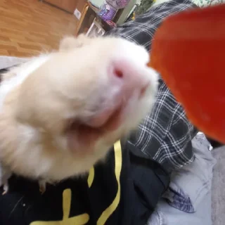 🐹