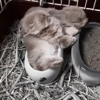 🐇