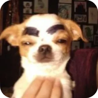 🐶