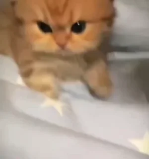 🌟