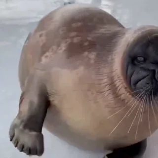 🦭