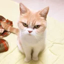 😾