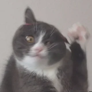 ✋