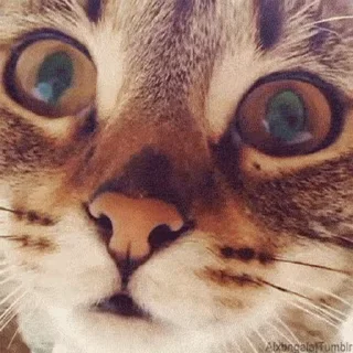 👁