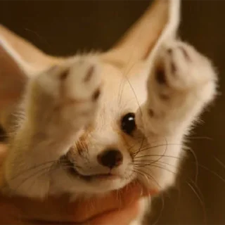 🤲