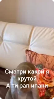 🌟