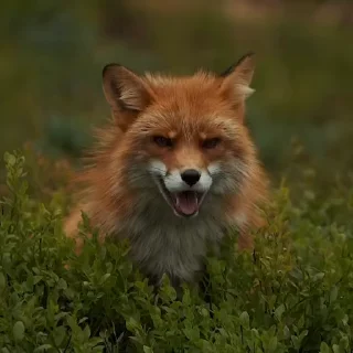 🤩