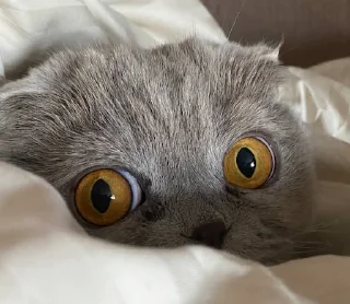 👀