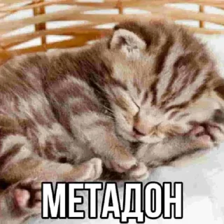 🐱