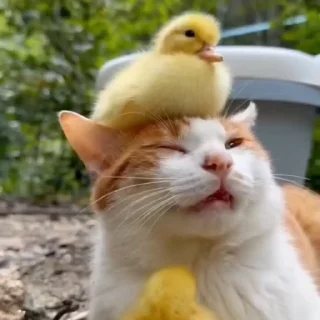 🐈
