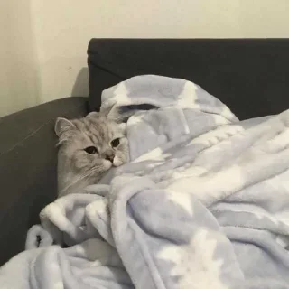 😴
