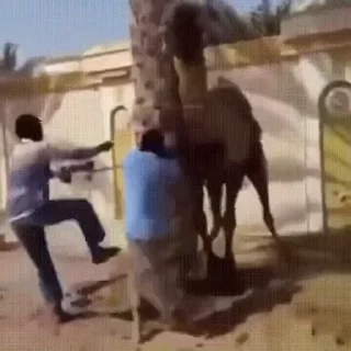 🐫