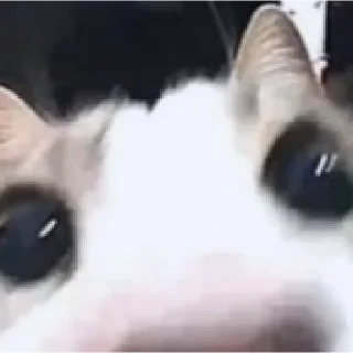 🐱